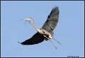 _0SB6692 great-blue heron bringing nesting material